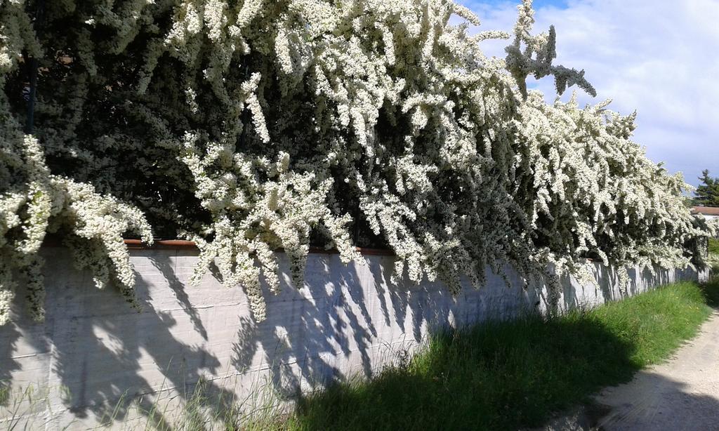 Agriturismo Cardito Santa Rufina Exterior photo